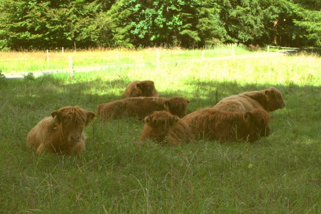 unsere Herde