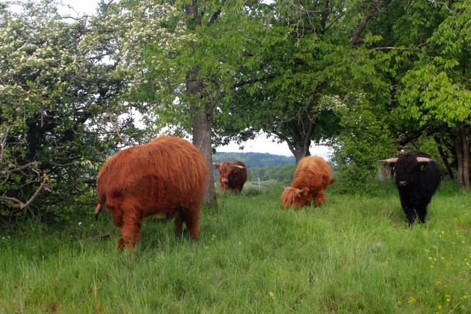 unsere Herde