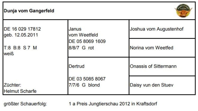 Pedigree Dunja vom Gangerfeld