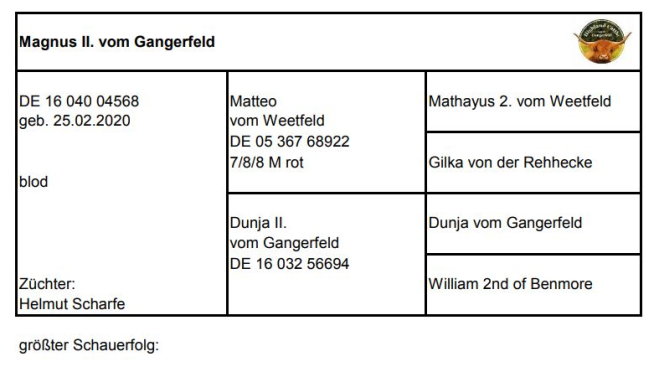 Pedigree Magnus II. vom Gangerfeld