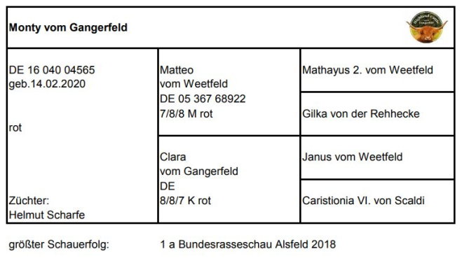 Pedigree Monty vom Gangerfeld