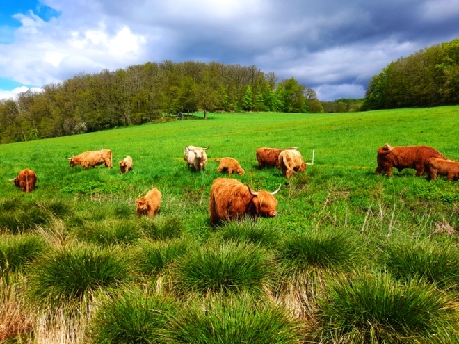 unsere Herde